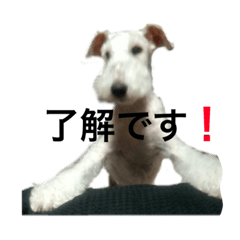 [LINEスタンプ] ワイヤーフォックステリアのハリー