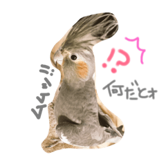 [LINEスタンプ] 我が家のインコと会話