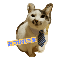 [LINEスタンプ] ねこねこ三昧