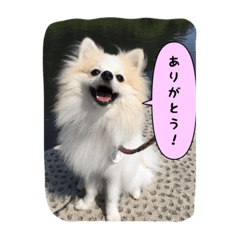 [LINEスタンプ] ポメラニアンのチャイ 3