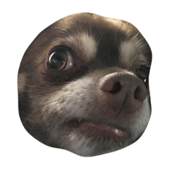 [LINEスタンプ] 私の犬のかお