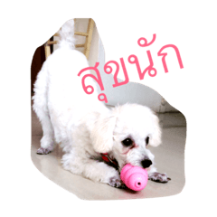 [LINEスタンプ] Dog wanna Say no.1