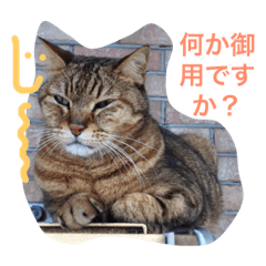 [LINEスタンプ] 何処にでも居るノラ猫の生活