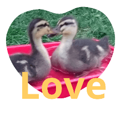 [LINEスタンプ] 素敵な鳥たち