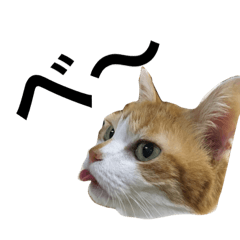 [LINEスタンプ] ハニーちゃん(♂)