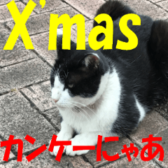 [LINEスタンプ] クリスマスどうでもよいネコ