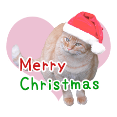[LINEスタンプ] クリスマスとパーティと誕生日の猫写真