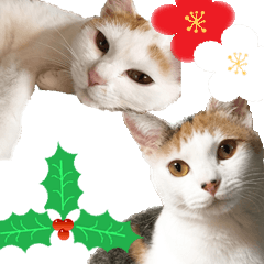 [LINEスタンプ] 猫の写真スタンプ クリスマス＆お正月編