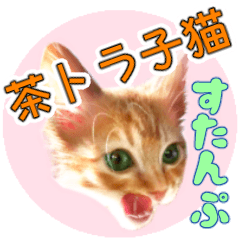 [LINEスタンプ] 茶トラ子猫のスタンプ