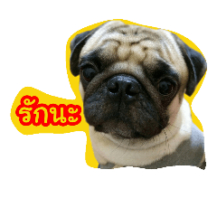 [LINEスタンプ] i pug