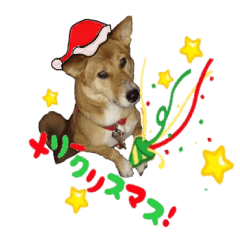 かわいい柴系雑種犬「茶々」のクリスマス
