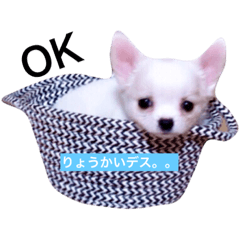 [LINEスタンプ] トィプードルとチワワのスタンプ☆