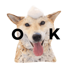 [LINEスタンプ] 柴犬ゆいと仲間たち^0^