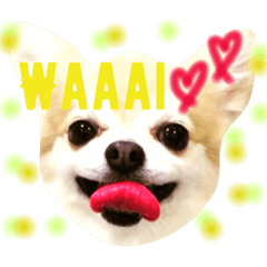 [LINEスタンプ] ほのぼの犬 マロン