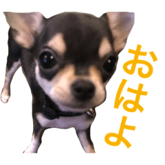 [LINEスタンプ] うにのスタンプ vol.1