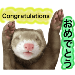 [LINEスタンプ] I LOVE FERRET 8 フェレット