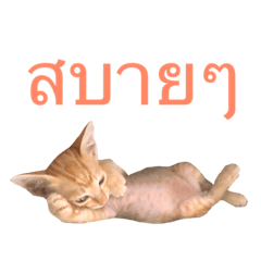 [LINEスタンプ] Cats Funny