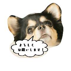 [LINEスタンプ] チワワの『れもん』ちゃんのスタンプ♪