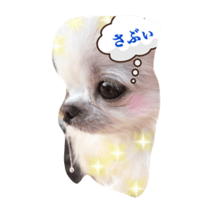[LINEスタンプ] チワワーズ