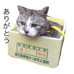 [LINEスタンプ] ネコのゴン