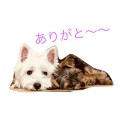 [LINEスタンプ] ウエスティー ＆ ヨーキー