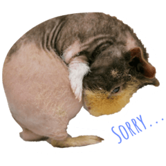 [LINEスタンプ] スキニーギニアピッグのぶたさん