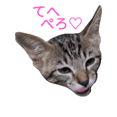 [LINEスタンプ] にゃんこの日常会話(関西弁)