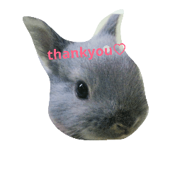 [LINEスタンプ] ウサギのごま