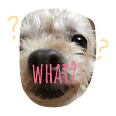 [LINEスタンプ] チワワ×プードル かわいいわんこチップ