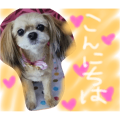 [LINEスタンプ] dog.y
