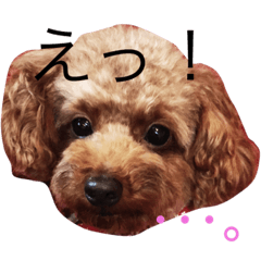 [LINEスタンプ] Lovely my dog！！MOG