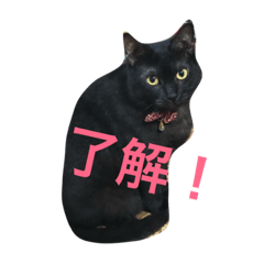 [LINEスタンプ] きにゃる