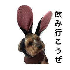 [LINEスタンプ] 我が家の犬遊び