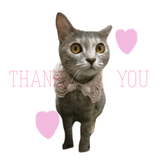 [LINEスタンプ] ねこの菜乃花さん