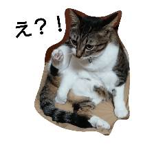 [LINEスタンプ] ねこすたんぷ  by Satomi