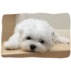 [LINEスタンプ] ラテの一日