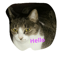 [LINEスタンプ] 猫のスタイル