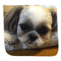[LINEスタンプ] Sammy -The Dog-