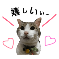 [LINEスタンプ] 猫のおかかとくうたろう3