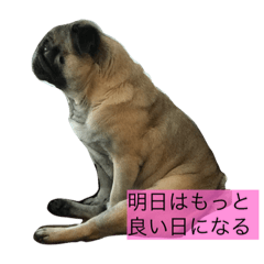 [LINEスタンプ] Pug ジン太とゲン太の日常2
