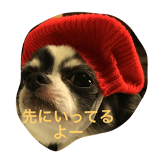 [LINEスタンプ] Chihuahua is crowded！