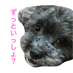 [LINEスタンプ] 愛犬たける愛猫みゅう
