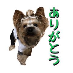 [LINEスタンプ] ヨークシャテリアのトッポ君