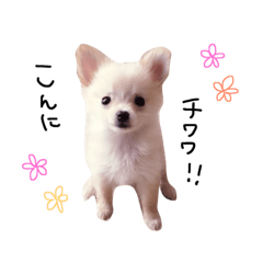 [LINEスタンプ] チワワのチクワ