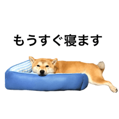 [LINEスタンプ] 柴犬太郎の日常使えるスタンプ
