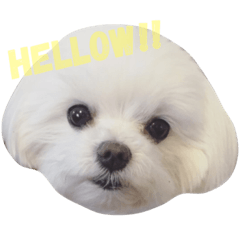 [LINEスタンプ] はなはな いんぐりっしゅ
