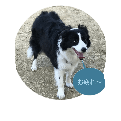 [LINEスタンプ] girix2borderline？