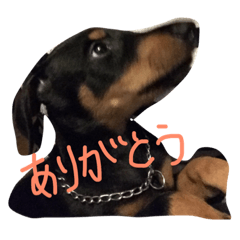 [LINEスタンプ] ドーベルマンの挨拶