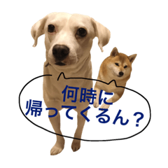 [LINEスタンプ] 柴犬と白い雑種犬-8