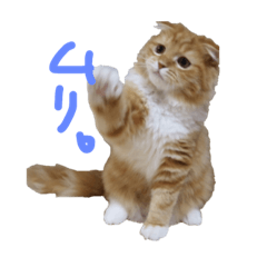 [LINEスタンプ] おとぼけ猫うにのスタンプ